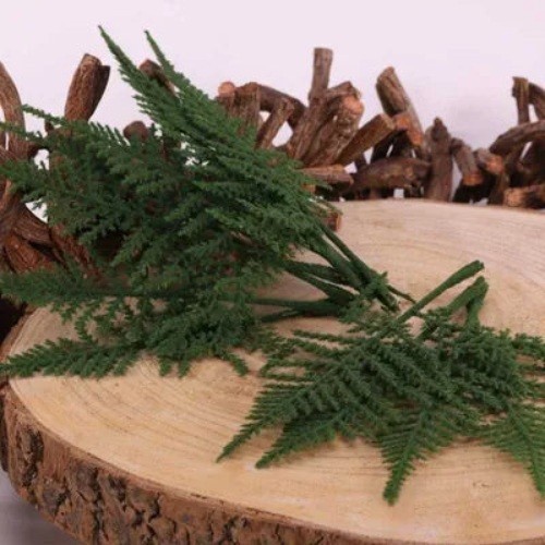 Felce asparagi artificiali - felce, di