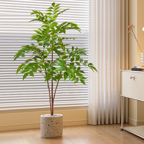 Grande albero ficus - grande, di