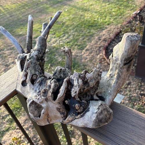 Radice driftwood intricata - radice,