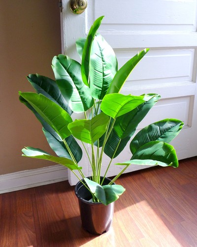 Albero banana pianta - albero,